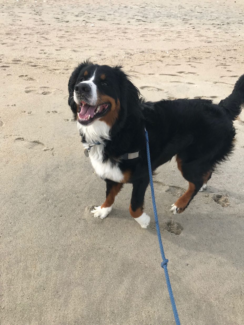 Shore Dog Walkers Monmouth Beach