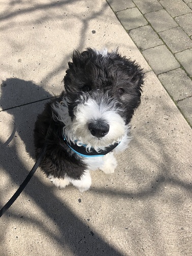 Shore Dog Walkers Long Branch