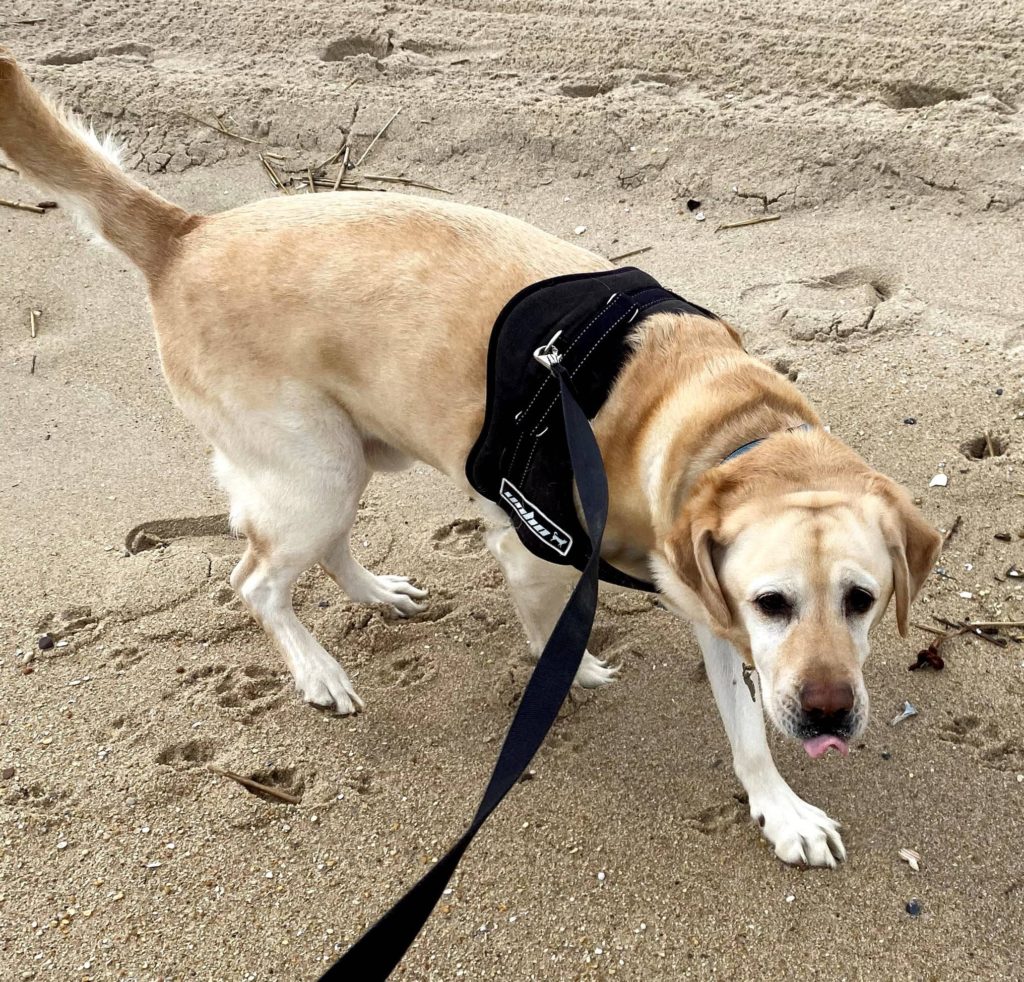 Shore Dog Walkers Seabright