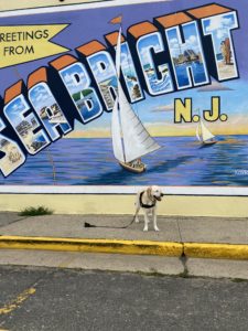 Charlie Sea Bright Dog Walk