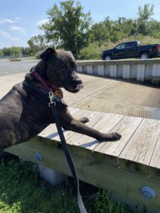 Charlie Oceanport Shore Dog Walker