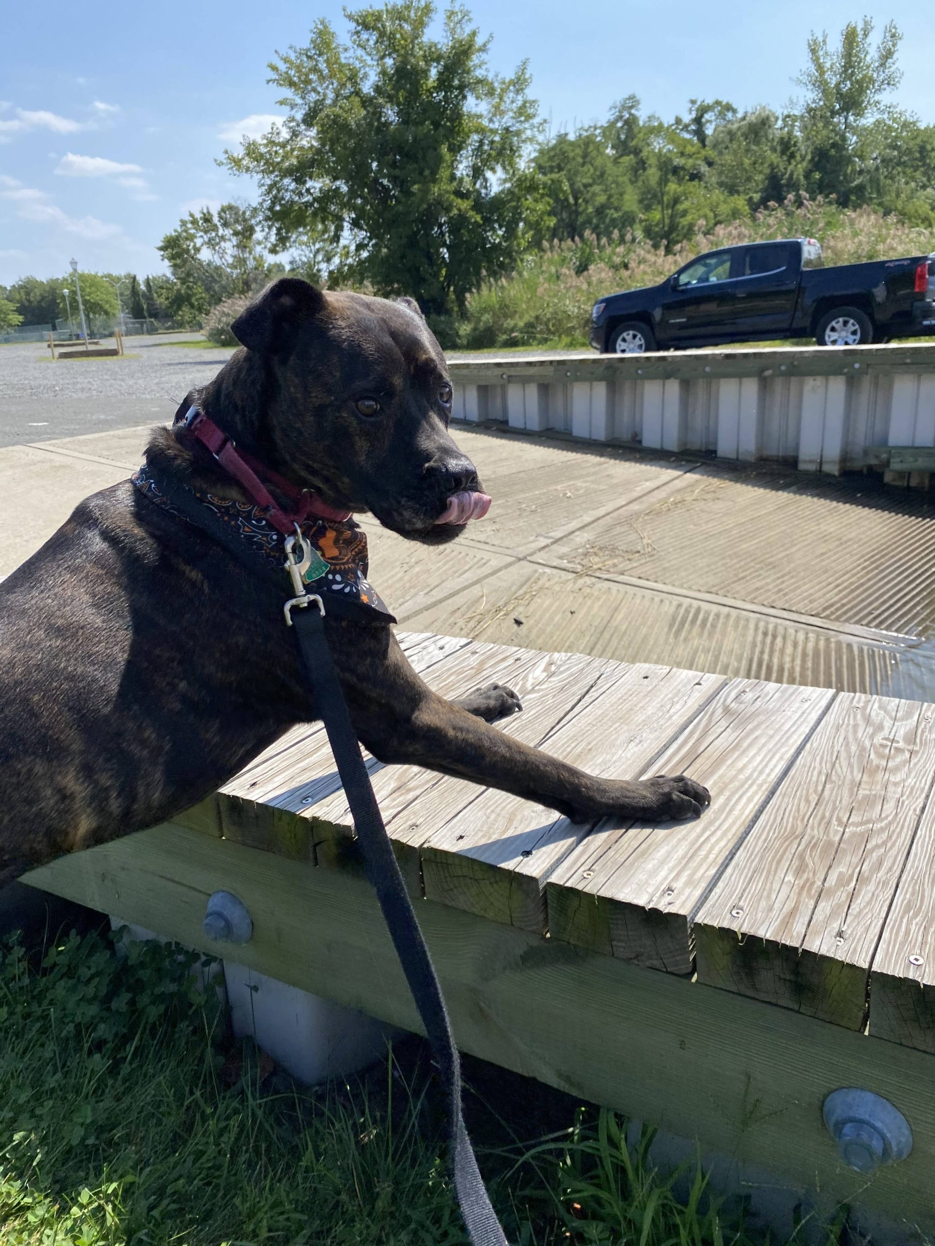 Shore Dog Walkers Oceanport NJ