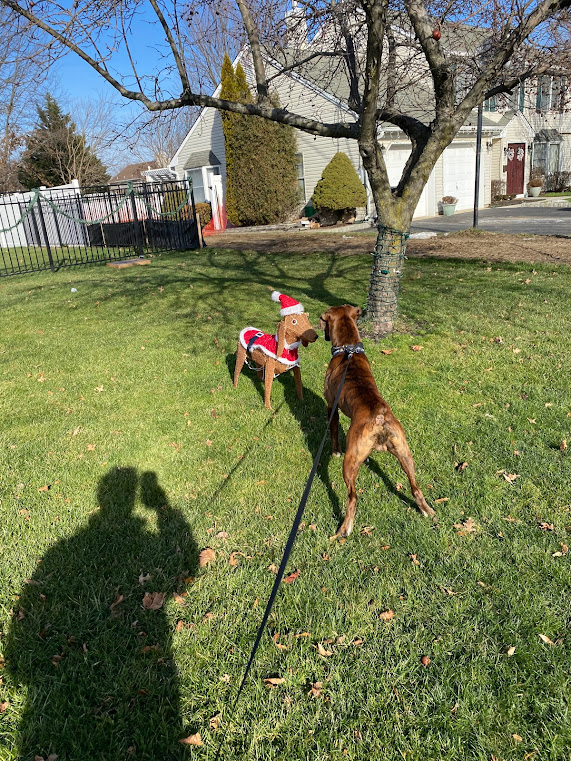 Dog Walk West Long Branch