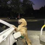 Dog Pumping Gas - Shore Dog Walkers