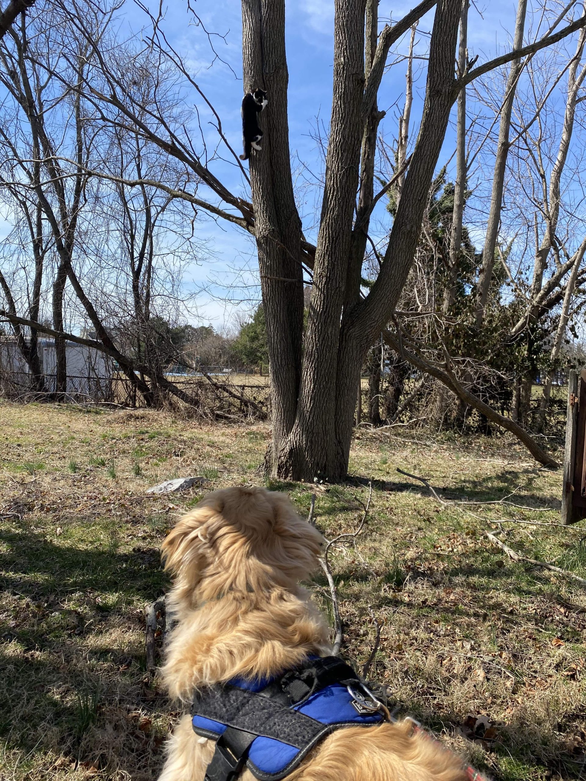 Dog and cat West Long Branch