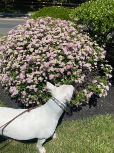 Piggy Shore Dog Eatontown