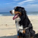 Shore Dog Photos