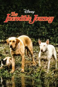 Dog Movie Post